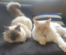 Rebeccas pets.jpg
